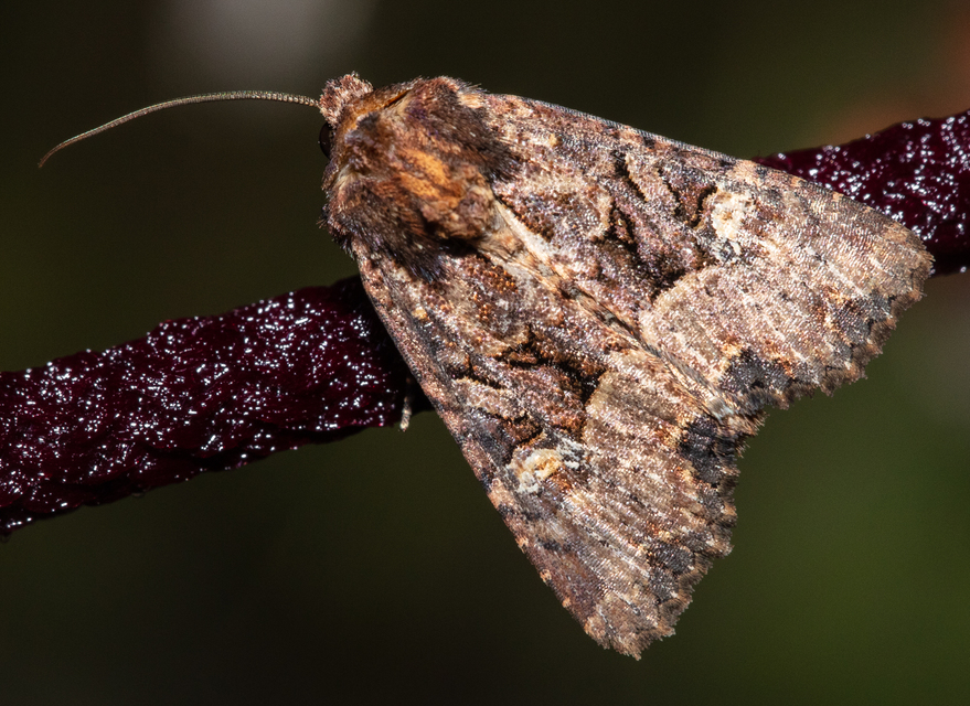Mesapamea secalella/secalis
