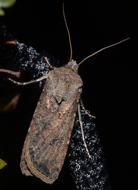 Agrotis segetum - vetési földibagoly