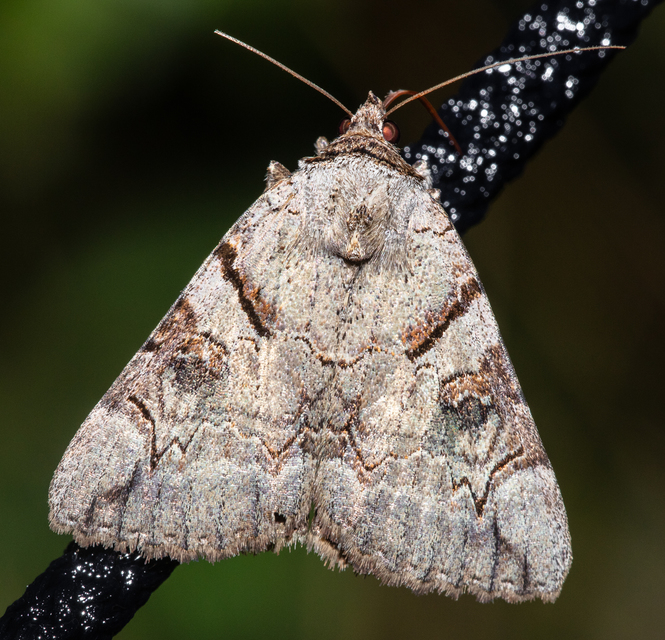 Catocala hymenaea - kökény-övesbagoly
