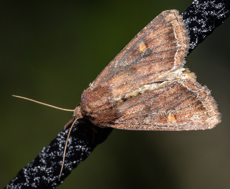 Lacanobia oleracea - saláta-kertibagoly
