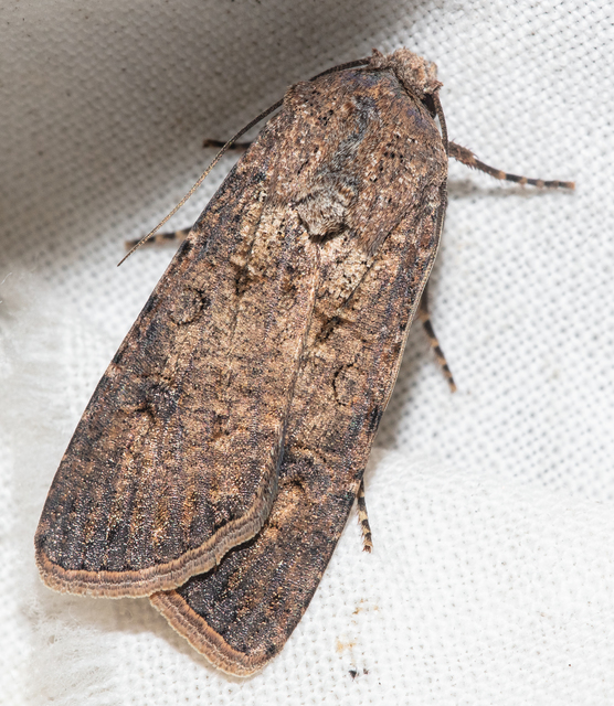 Agrotis segetum - vetési földibagoly