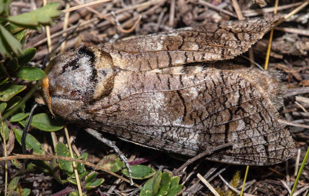 Cossus cossus - fűzfarontólepke