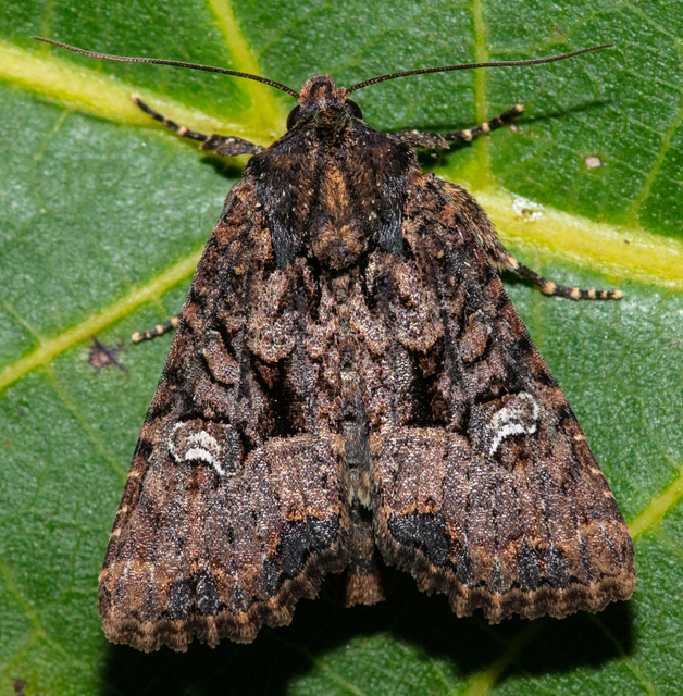 Mesapamea secalella/secalis