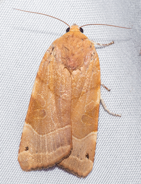 Noctua fimbriata - szélessávú sárgafűbagoly