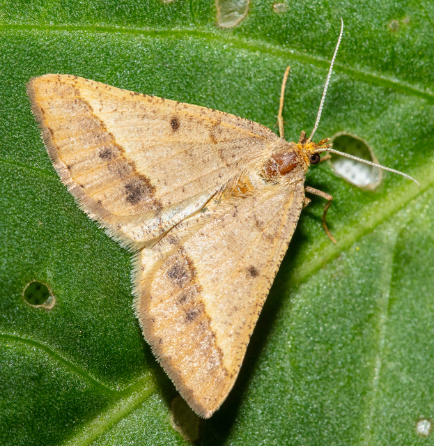 Tephrina arenacearia - lucerna-araszoló
