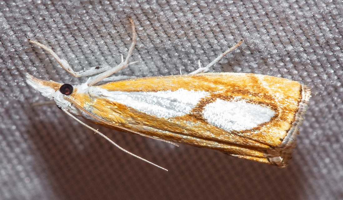 Catoptria pinella - ezüstös fűgyökérmoly