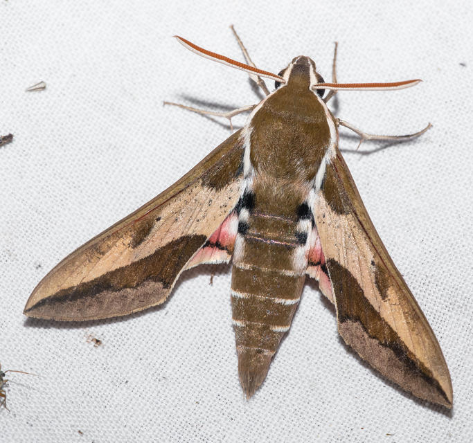 Hyles euphorbiae - kutyatejszender
