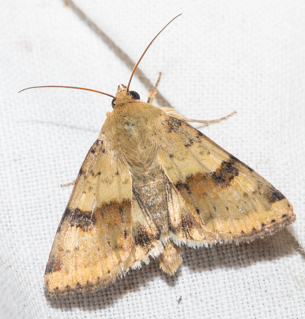 Heliothis viriplaca - mácsonyabagoly