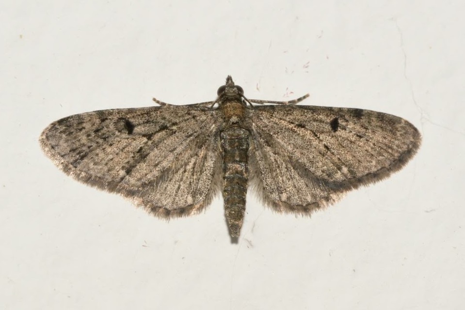 Eupithecia virgaureata - aranyvessző-törpearaszoló