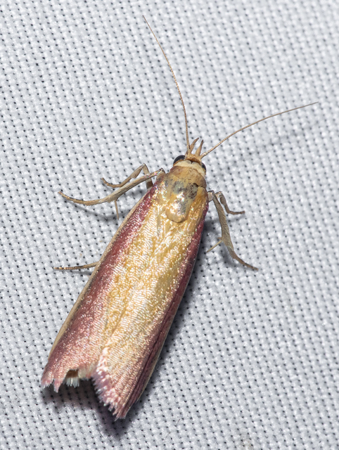 Oncocera semirubella - lucernamoly