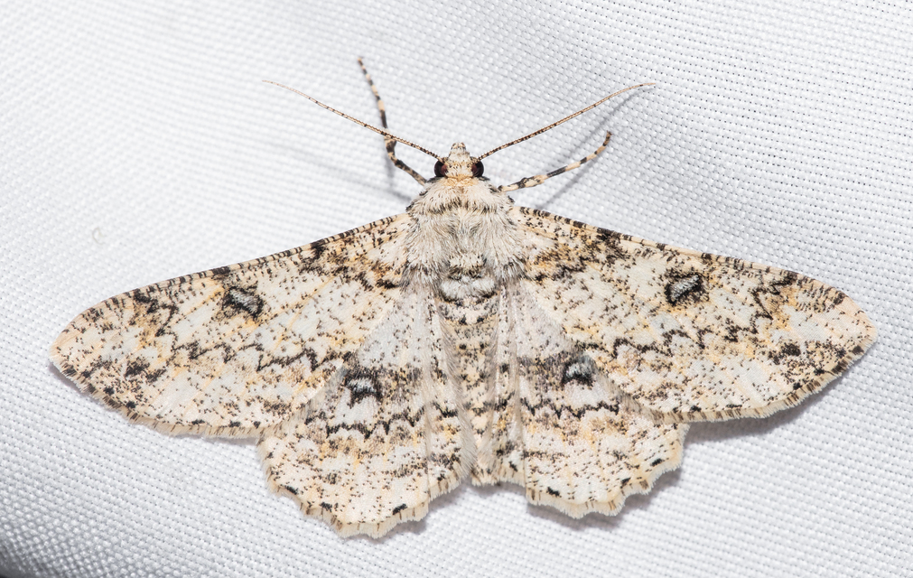 Ascotis selenaria - holdas faaraszoló