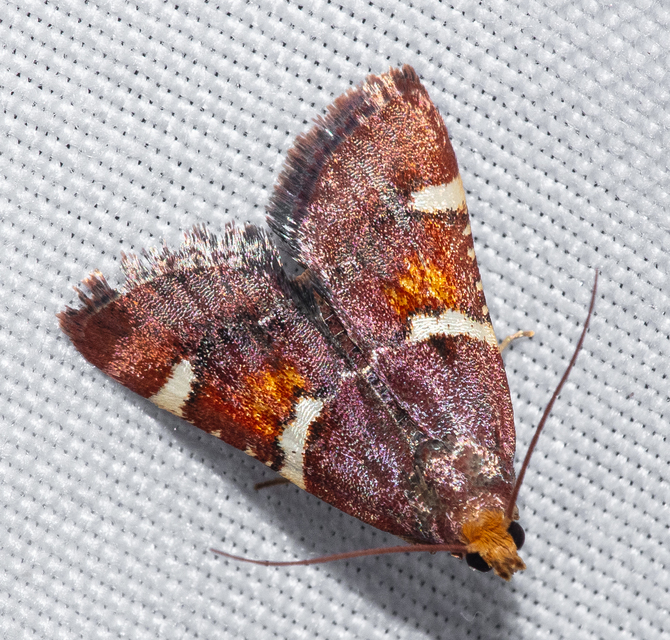 Pyralis regalis - pompás fényilonca