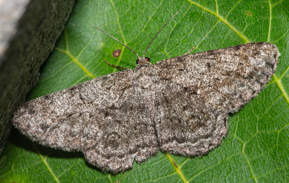 Hypomecis roboraria - nagy tölgyfaaraszoló