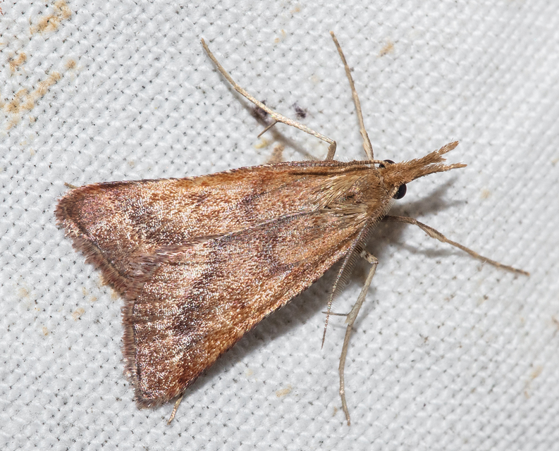 Synaphe punctalis - hosszúlábú fényilonca