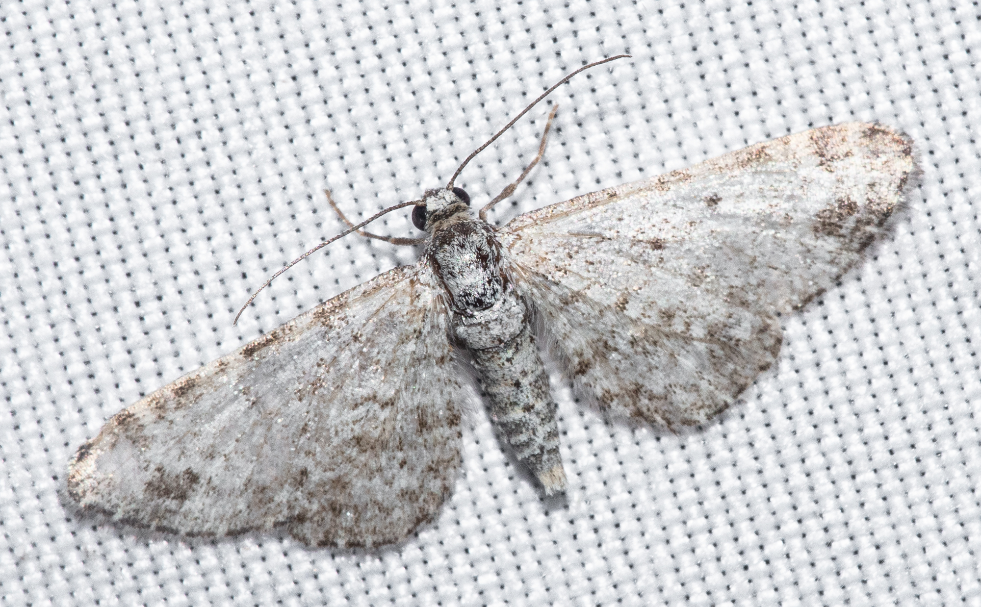 Eupithecia impurata - szürkemintás törpearaszoló