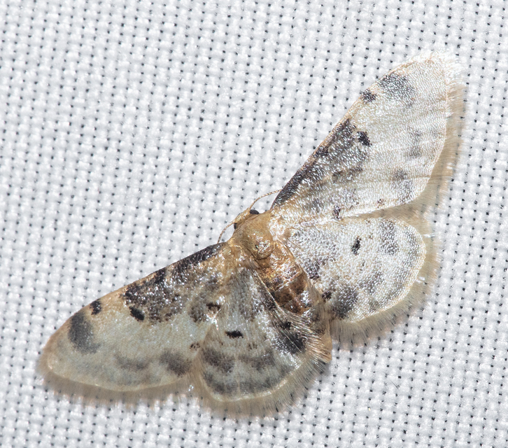 Idaea filicata - sötéttövű apróaraszoló