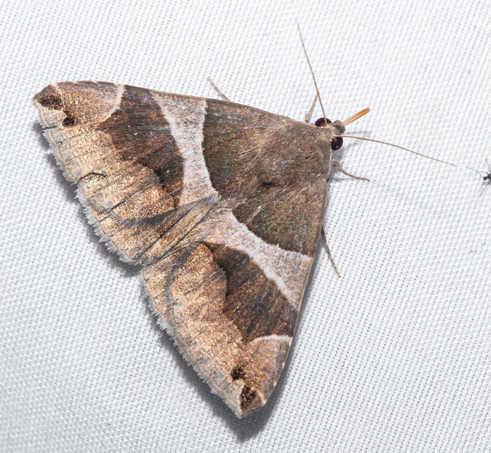 Dysgonia algira - déli porcelánbagoly