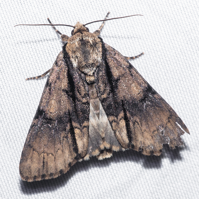 Acronicta alni - éger-szigonyosbagoly