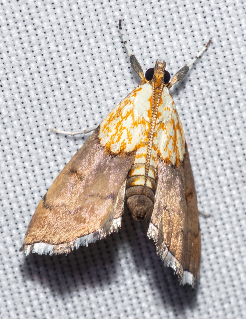 Agrotera nemoralis - ligeti tűzmoly