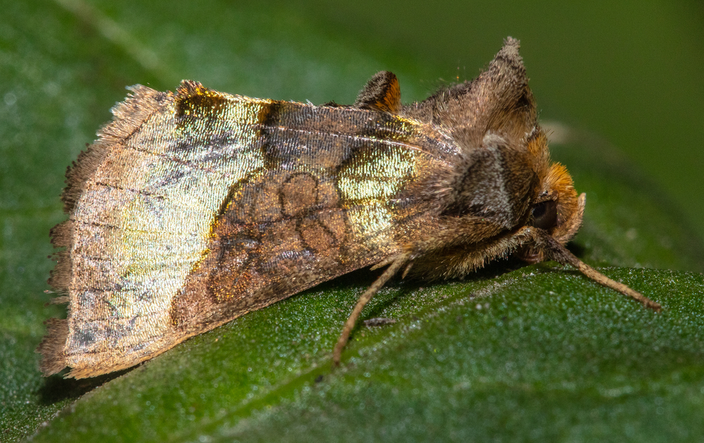 Diachrysia chrysitis - aranybagoly