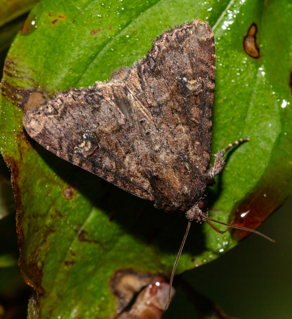 Mesapamea secalella/secalis