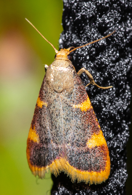 Hypsopygia costalis - szénailonca