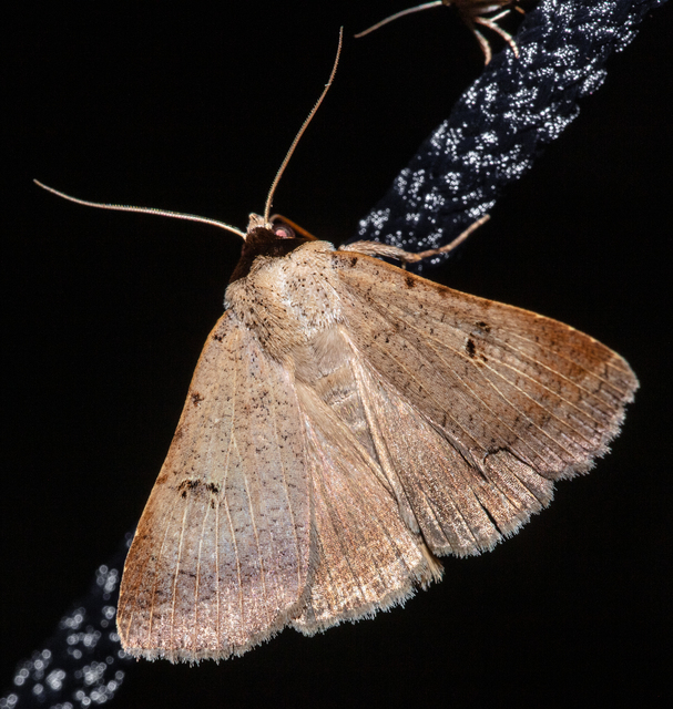 Lygephila craccae - gyakori csüdfűbagoly