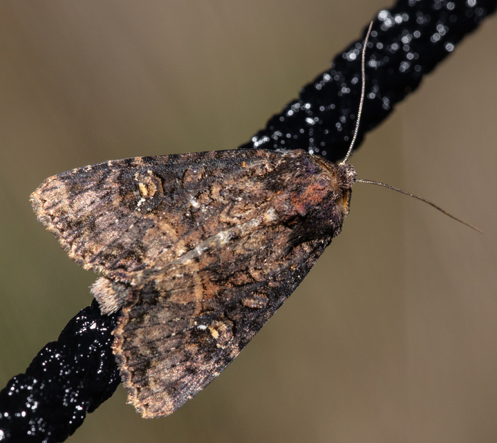 Mesapamea secalella/secalis