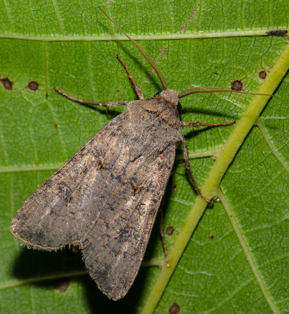 Agrotis segetum - vetési földibagoly