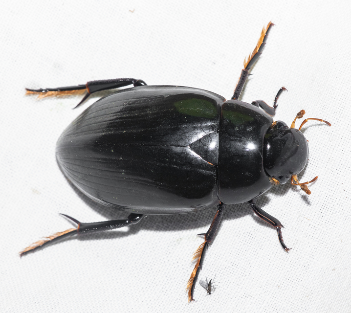 Hydrophilus aterrimus - fekete óriáscsibor