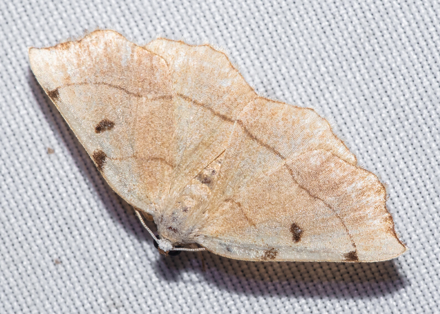 Eilicrinia trinotata - háromjegyű araszoló