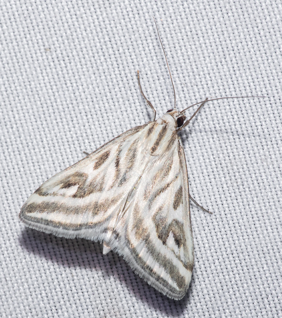 Loxostege aeruginalis - cifra tűzmoly