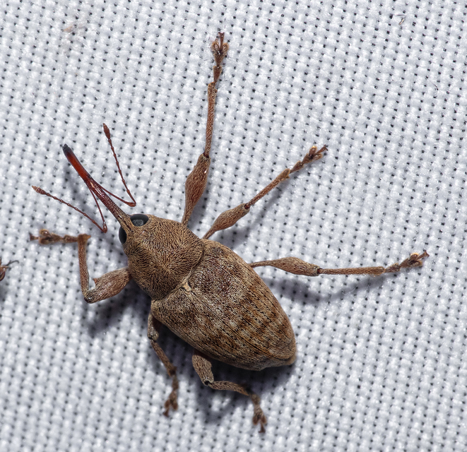 Curculio elephas - gesztenyezsuzsóka