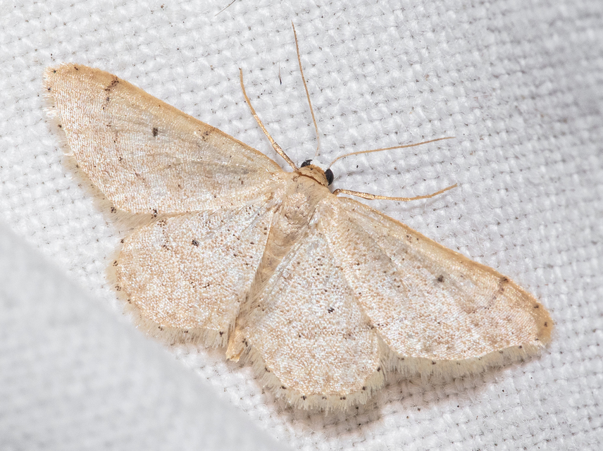 Idaea obsoletaria rufularia - sárgás apróaraszoló