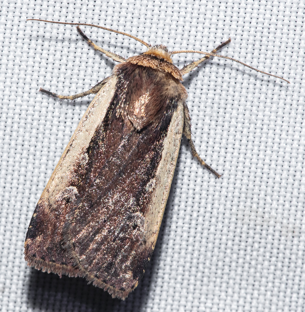 Ochropleura plecta - fehérszegélyű fűbagoly