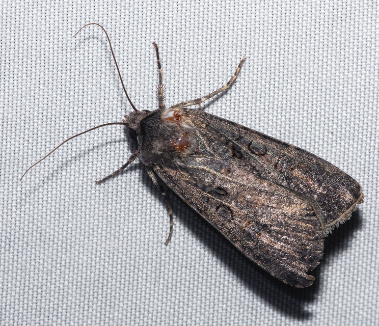 Agrotis segetum - vetési földibagoly