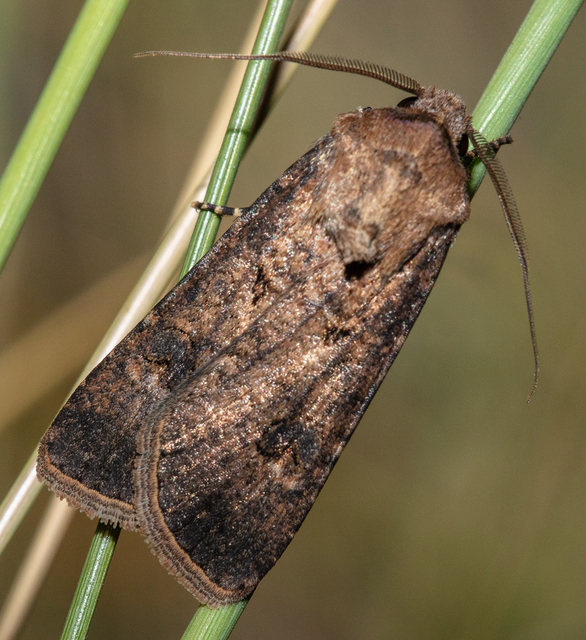 Agrotis segetum - vetési földibagoly