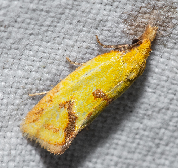 Agapeta hamana - közönséges sárgamoly