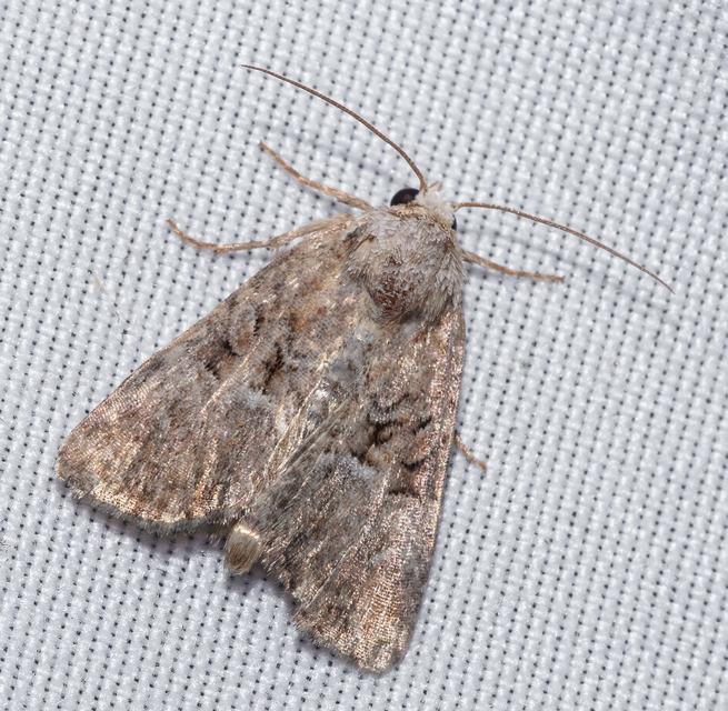 Oligia strigilis/latruncula/versicolor