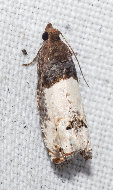Notocelia roborana - rózsarügy-tükrösmoly