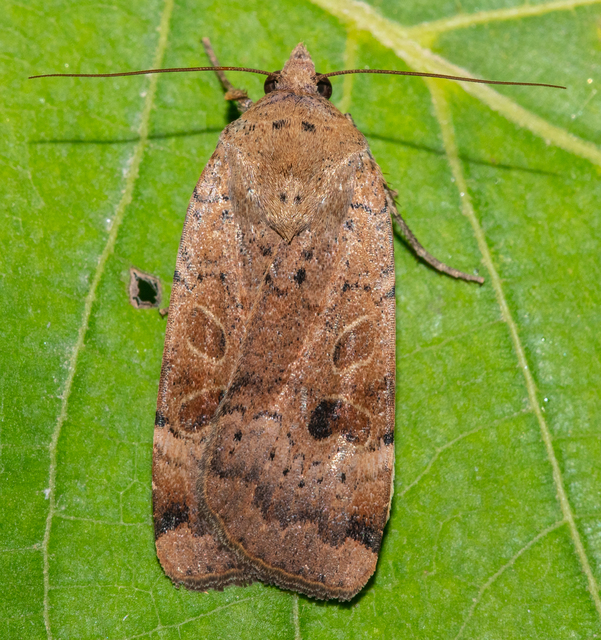 Noctua interposita - köztes sárgafűbagoly