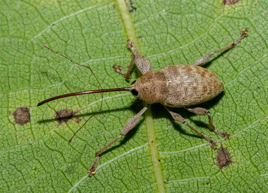 Curculio elephas - gesztenyezsuzsóka