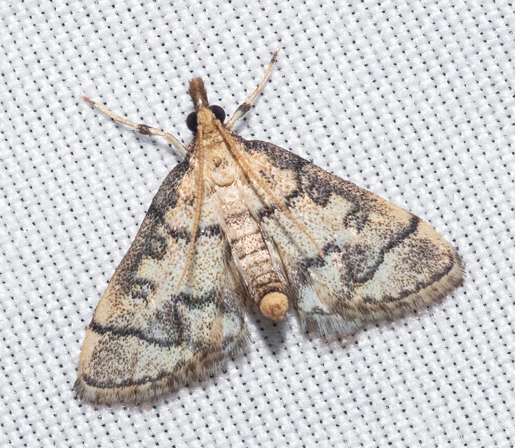 Metasia ophialis - kígyósávos tűzmoly
