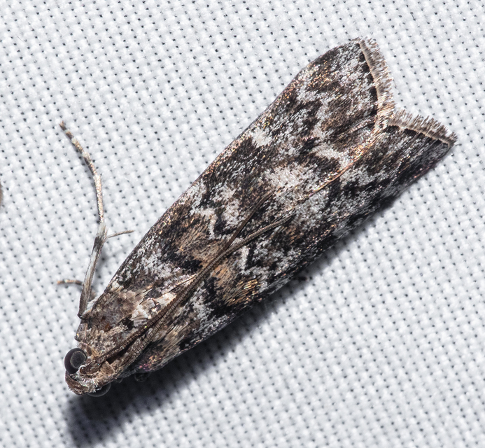 Dioryctria