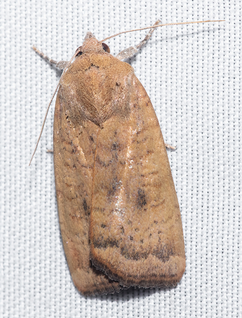 Noctua interjecta - zömök sárgafűbagoly