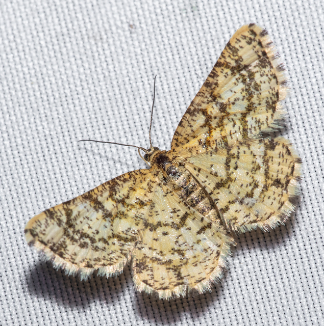 Heliomata glarearia - bőrszínű araszoló