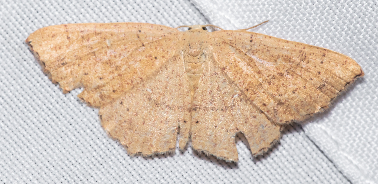 Cyclophora