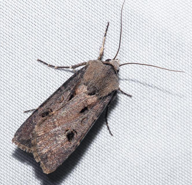 Agrotis exclamationis - felkiáltójeles földibagoly