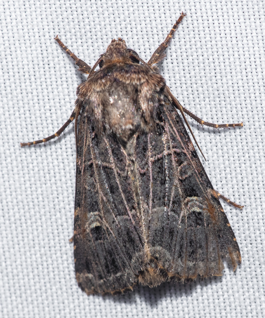 Heliophobus reticulata - fehéreres kertibagoly