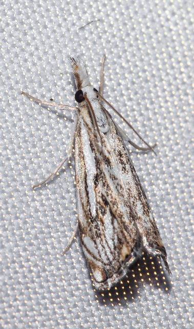 Catoptria verellus - kormos fűgyökérmoly